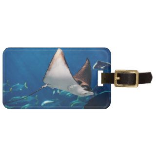 Manta ray floating underwater among other fish bag tag