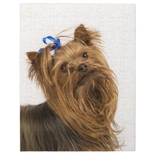 Yorkshire Terrier / Yorkie. Lively breed of Jigsaw Puzzles