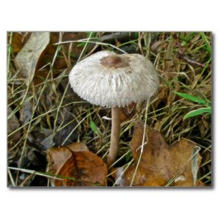White Parasol Mushroom Coordinating Items Postcard