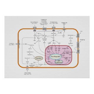 Cell Signal Transduction Pathways Diagram Poster