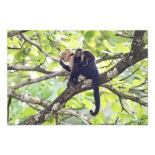 Mother and Baby Monkey Photo Art