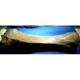 Mammoth Tibia Fossil # 180 Science Fossils
