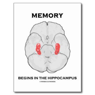 Memory Begins In The Hippocampus (Psychology) Postcard