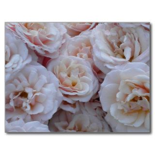 Pink roses greetingcard postcards