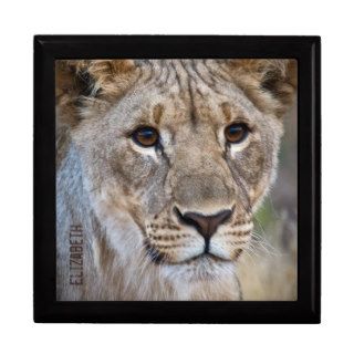 Majestic African Lion Personalized Jewelry Box
