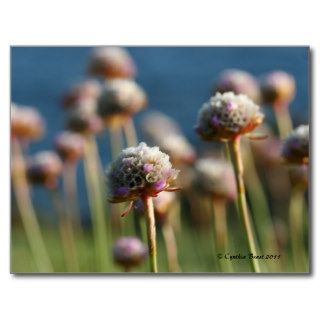 Sea Thrift Post Cards
