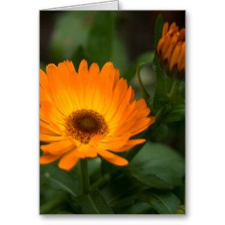 Orange Marigold  Orangefarbene Ringelblume Greeting Card