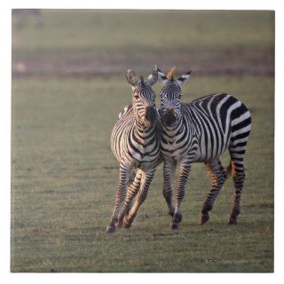 Zebras are African equids best known for their Tile