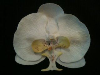 White Realistic Phalaenopsis Orchid Flower Hair Clip  Beauty