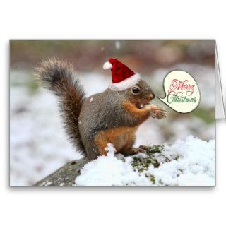 Squirrel in Snow Christmas Cards