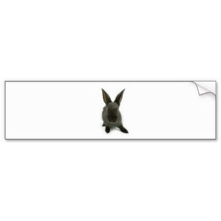 black rabbit bumper stickers