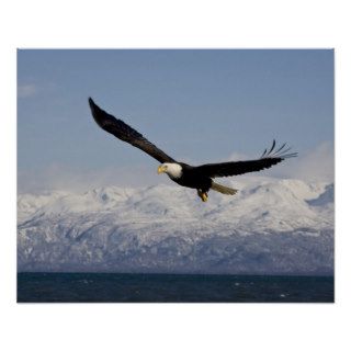 Bald Eagle in Flight, Haliaeetus leucocephalus, 3 Print