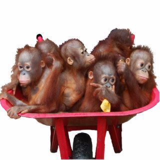 Orangutan BabiesMore Fun Than a Barrel of Monkeys Cut Out