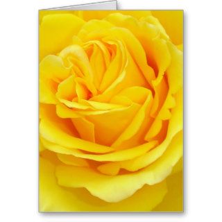 Beautiful Yellow Rose Closeup Greeting Card