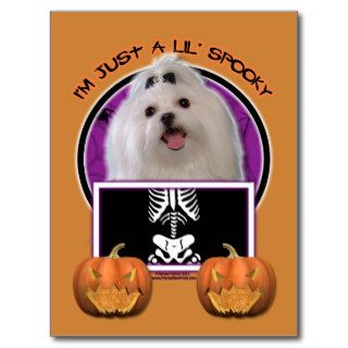 Halloween   Just a Lil Spooky   Maltese Postcard