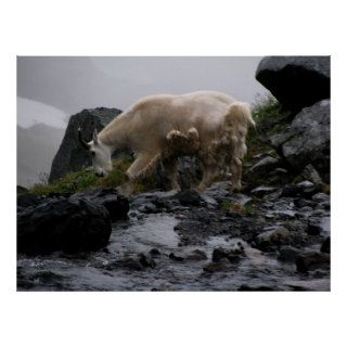 Meandering Mountain Goat Poster