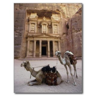Camels in front of Al Khazneh treasury ruins Postcard