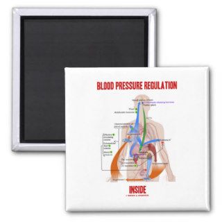 Blood Pressure Regulation Inside (Anatomical) Refrigerator Magnet