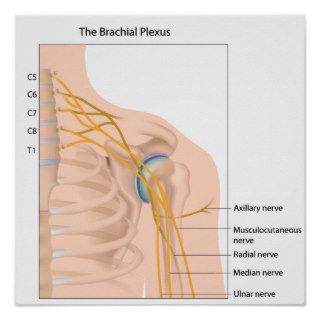 Brachial plexus nerve network Poster
