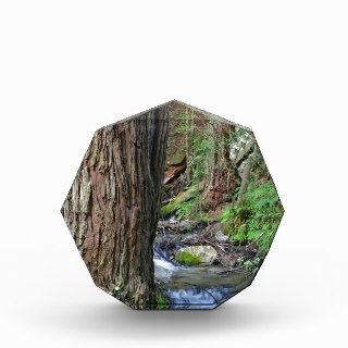 Tree Redwood Stream Acrylic Award