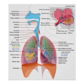 Diagram of the Human Respiratory System Poster