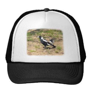 Australian Magpie being mobbed by Willie Wagtail 9 Hats