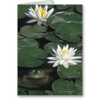 Green frog (Rana clamitans) hiding among water Cards