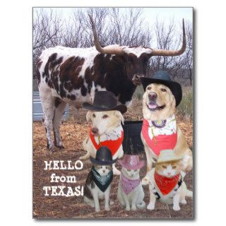 Funny Cowboy Pets Hello Texas Postcard