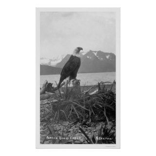Bald Eagle Alaska 1920 Print