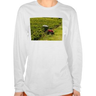 Italy, Tuscany, Greve. Pickers at work during T shirts