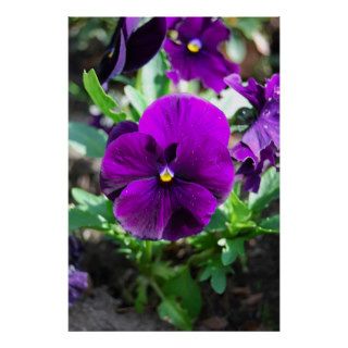 Purple Flowers Posters