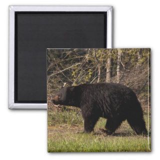 CBB Chubby Black Bear Refrigerator Magnets