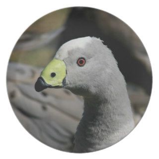Australian Cape Barren Goose Party Plates