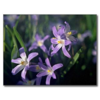 Purple Flowers With White Centers flowers Post Card