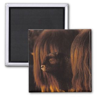 muskox, Ovibos moschatus, newborn calf between Fridge Magnet