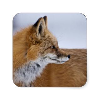 Red fox in snow, Colorado Square Sticker