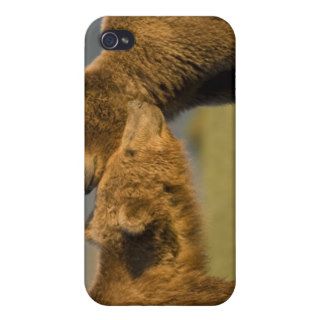 Grizzly Bears Greeting Each Other in Meadow at Hal iPhone 4/4S Cover