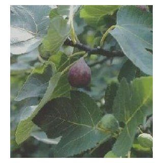 Brown Turkey Fig Fruit Tree Ficus carica NO SHIPPING TO CA, AZ, AK, HI, OR or WA PER YOUR STATE LAWS  Patio, Lawn & Garden