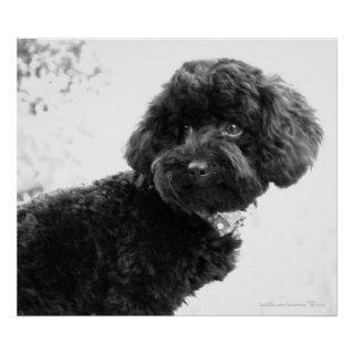 Black Toy Poodle in B&W Print