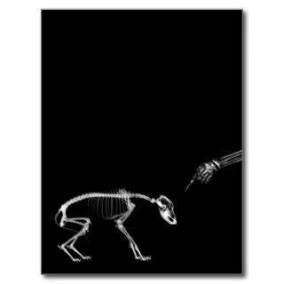 Bad Dog X Ray Skeleton in Black & White Post Card