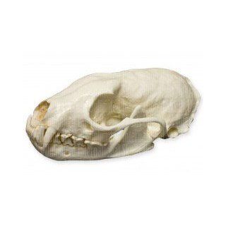 American Marten Skull (Teaching Quality Replica)