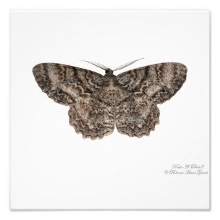 The Moth Photo Print