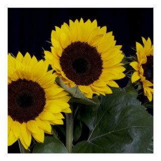 three sunflowers posters