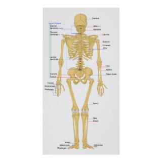 Human Skeleton Back Poster