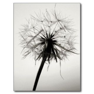 Black and White Dandelion Postcards