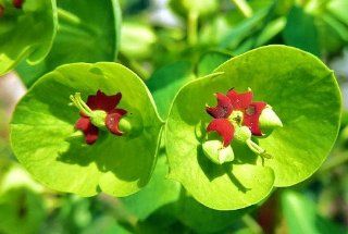 'Miss Robb's Bonnet' Spurge   Euphorbia   One Quart Pot   Loves the Sun or Shade  Flowering Plants  Patio, Lawn & Garden