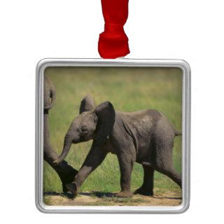 African Elephant Calf Following Mother Christmas Ornaments