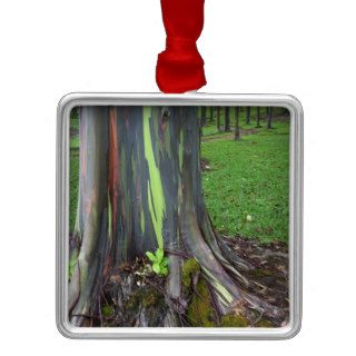 Close up of colorful eucalyptus tree bark ornament