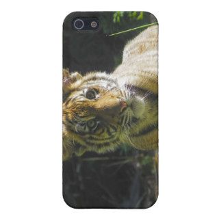 Tiger Cub Portrait 4 iPhone 5 Covers