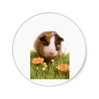 guinea pigs one has lawn round sticker